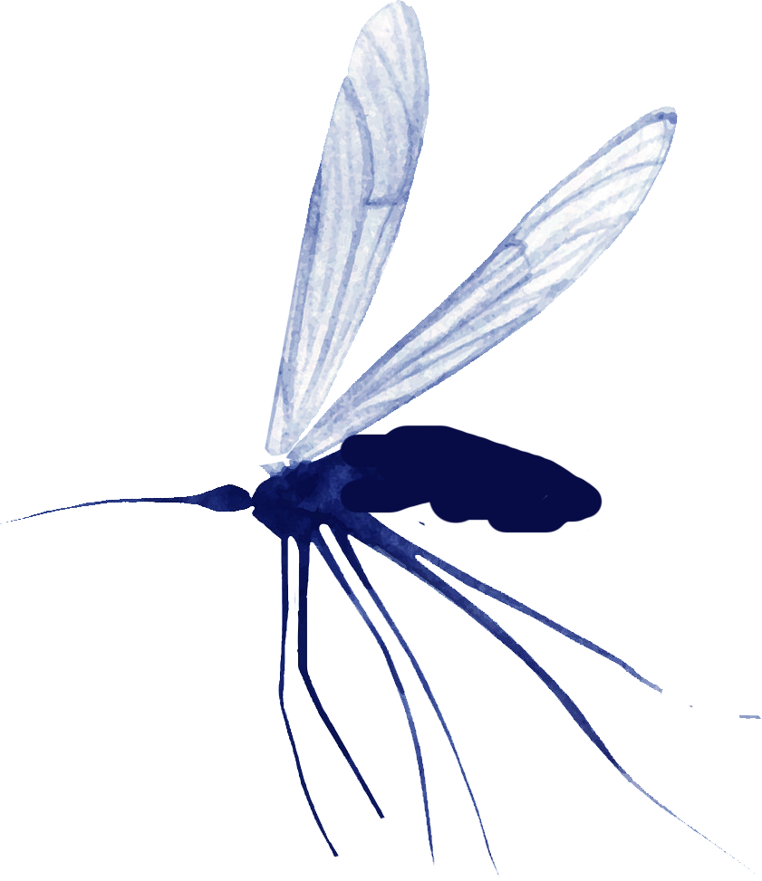 Время моржей — Как изучают моржей в российской Арктике